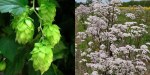 Hops cones beside flowering valerian