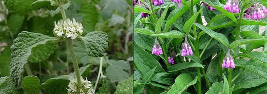 Horehound beside flowering comfrey