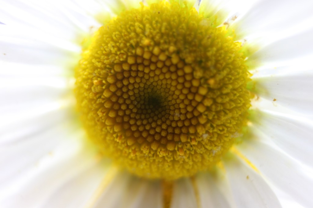 Close-up of a white daisy, its golden center made of hundreds of tiny florets arranged in spirals, glowing with soft light