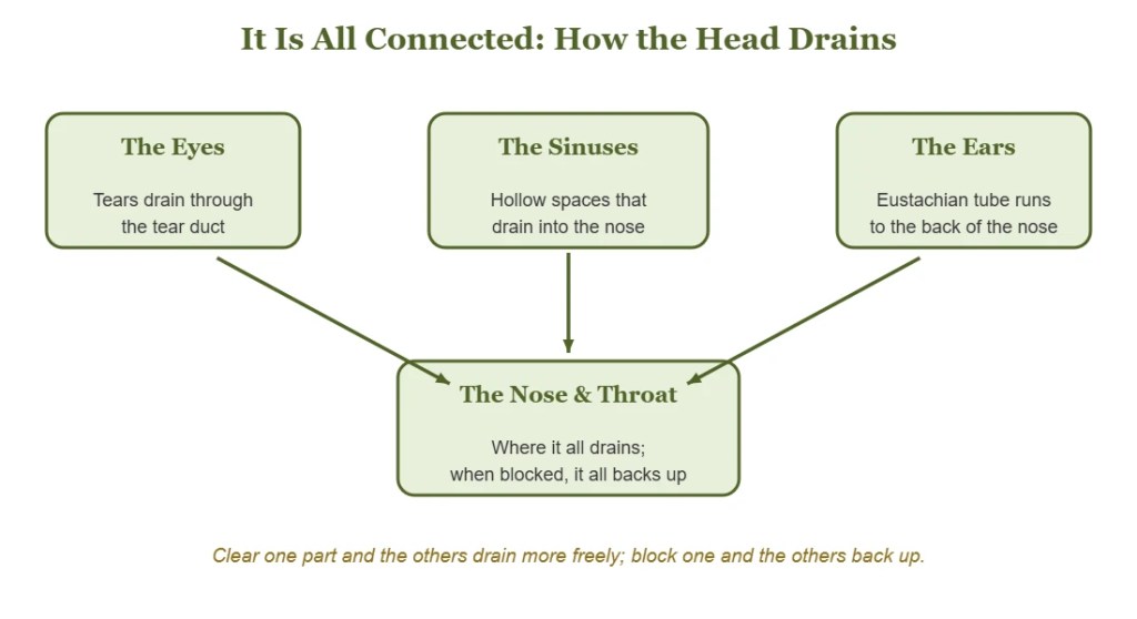 Diagram: the eyes, sinuses and ears all drain into the nose and throat.