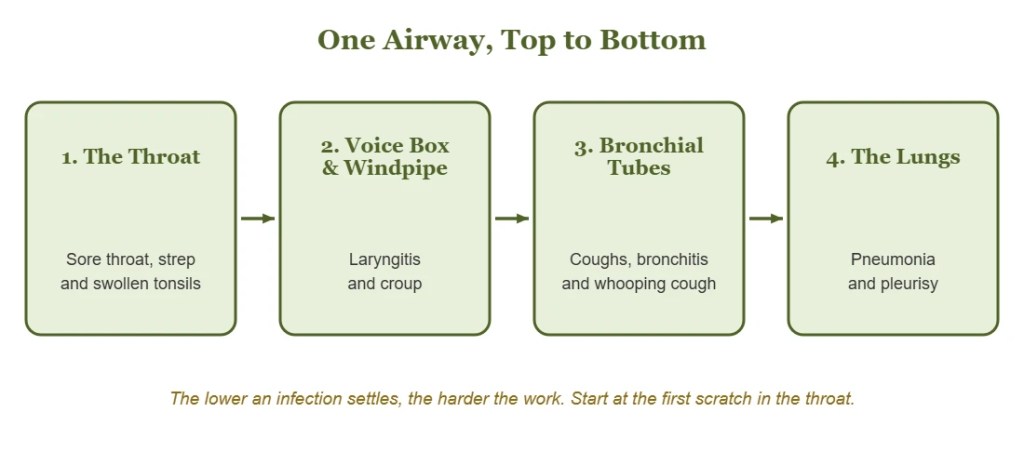 Diagram: the airway from the throat to the voice box and windpipe, the bronchial tubes and the lungs, with the infections that settle in each.