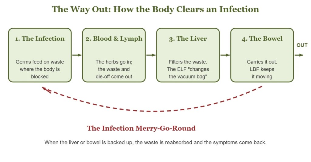 Diagram: an infection leaves through the blood and lymph, the liver and the bowel, and comes back when the way out is blocked.