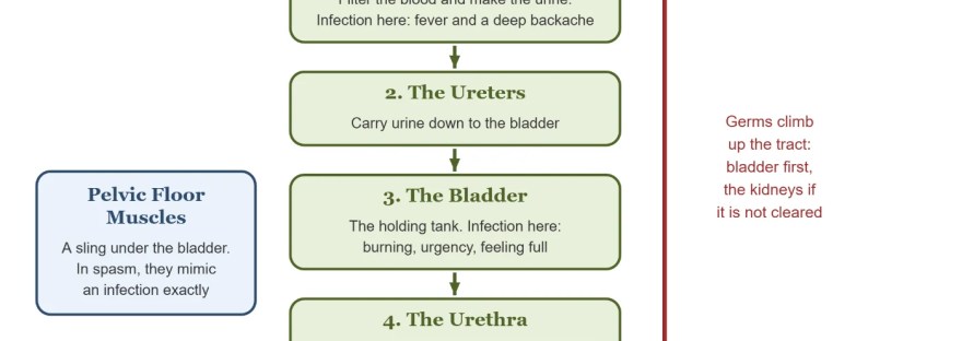 Diagram: the kidneys, ureters, bladder and urethra, showing urine flowing down and an infection climbing up, with the pelvic floor muscles beneath the bladder.