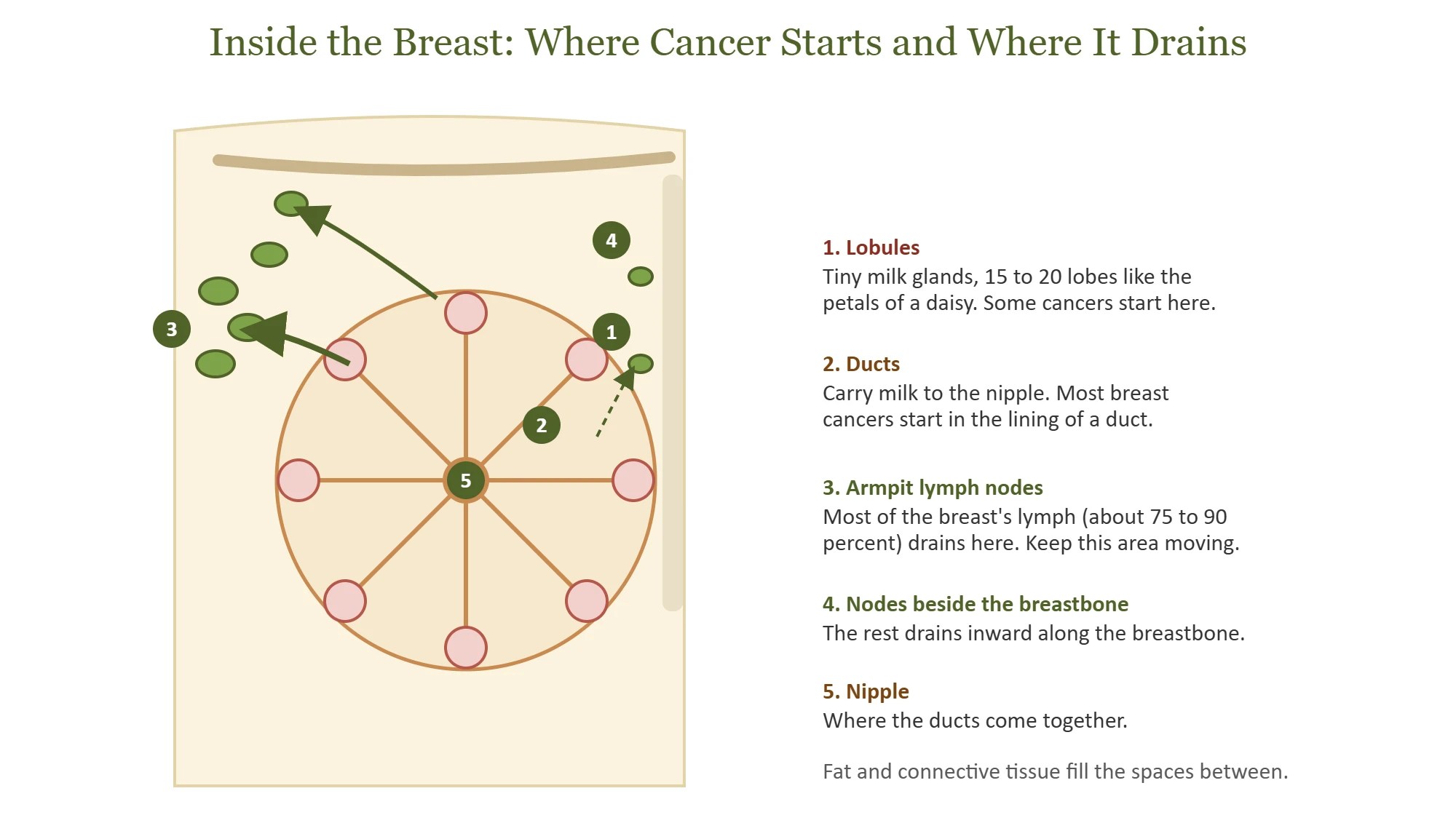 Inside the breast: lobules, ducts, nipple and the lymph nodes the breast drains to