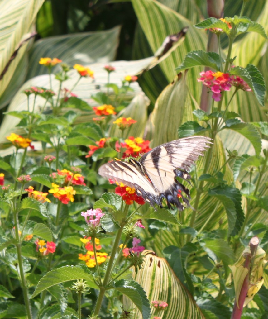 A tiger swallowtail butterfly on lantana clusters of pink, red, orange and yellow