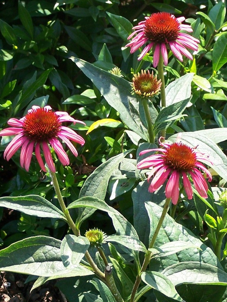Pink echinacea blooms growing side by side
