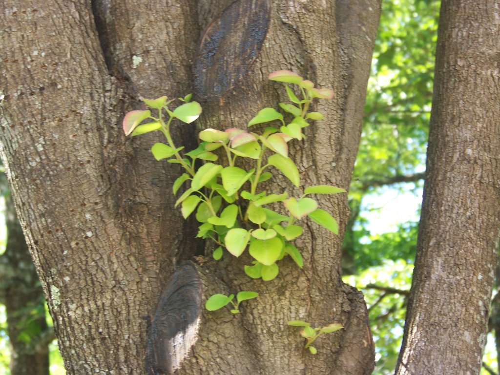 Fresh green leaves sprouting from a tree trunk between old pruning scars