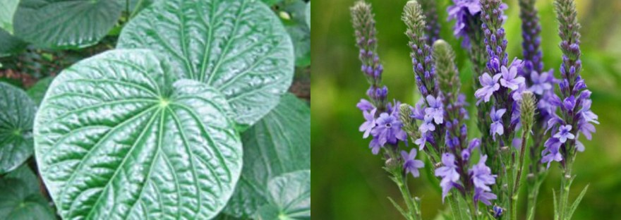 Kava leaves beside blue vervain flowers