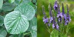 Kava leaves beside blue vervain flowers