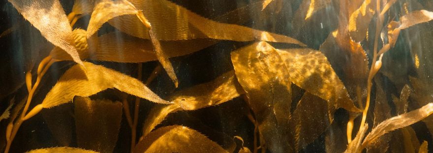 Sunlight filtering through a golden underwater kelp forest.