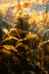 Sunlight filtering through a golden underwater kelp forest.