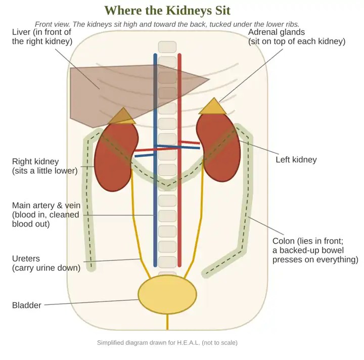 Diagram showing where the kidneys sit, with the liver, adrenal glands, colon, ureters and bladder around them