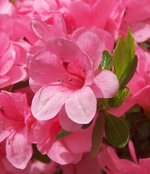 A close cluster of pink azalea blossoms