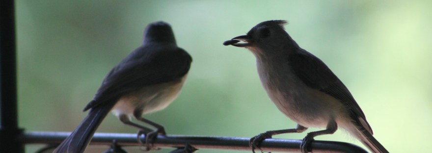 Two tufted titmice perched together on an iron hook, one holding a seed