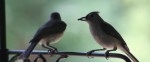 Two tufted titmice perched together on an iron hook, one holding a seed