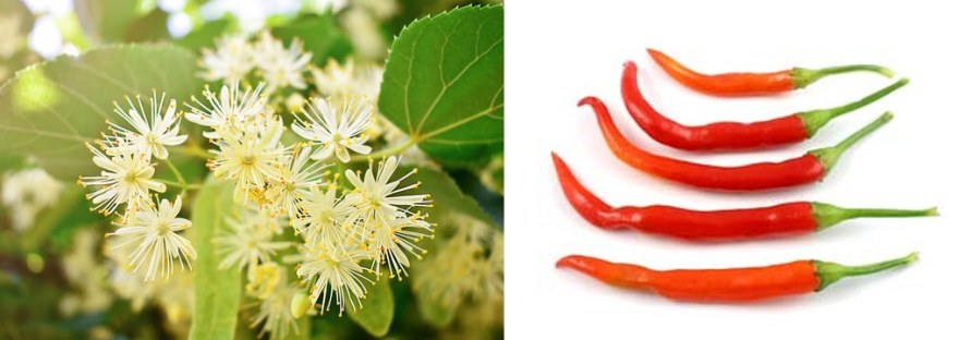 Linden flowers beside cayenne peppers