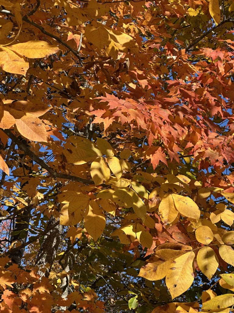 Orange maple and gold hickory leaves together against a blue sky