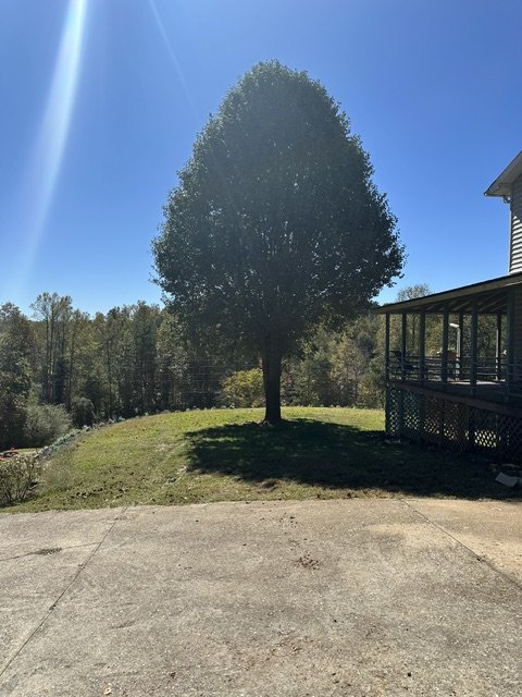 A full, rounded tree standing alone in the sun beside a house