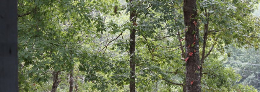 Sunlit woods, many trees standing together