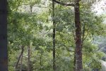 Sunlit woods, many trees standing together