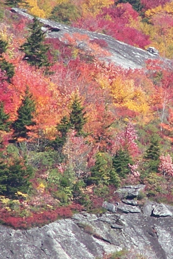 Fall color on a Blue Ridge slope with a rock ridge climbing upward