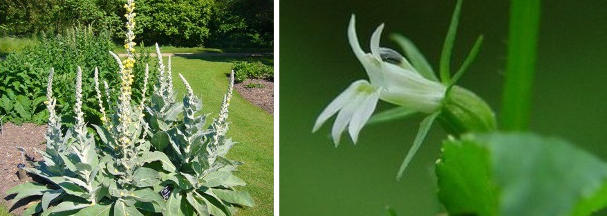 Mullein plant in bloom beside a lobelia flower