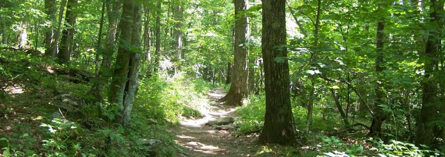 Woodland path through green forest on the Blue Ridge Parkway