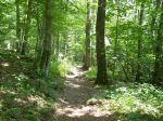 Woodland path through green forest on the Blue Ridge Parkway