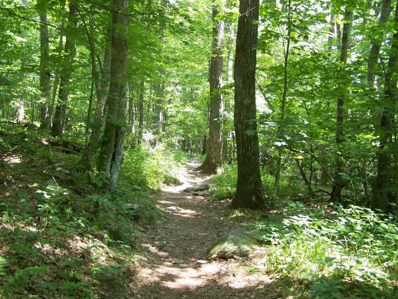 Woodland path through green forest on the Blue Ridge Parkway