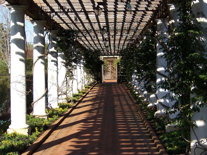 A long brick walkway under a pergola, its white pillars wrapped with old vines