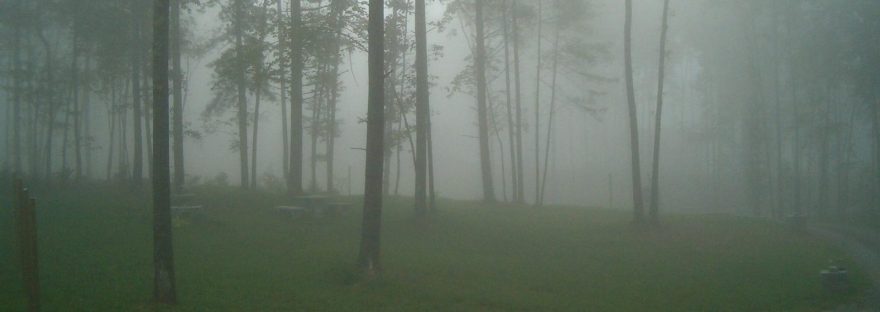 Tall pines standing in a thick morning fog