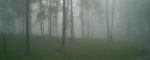 Tall pines standing in a thick morning fog