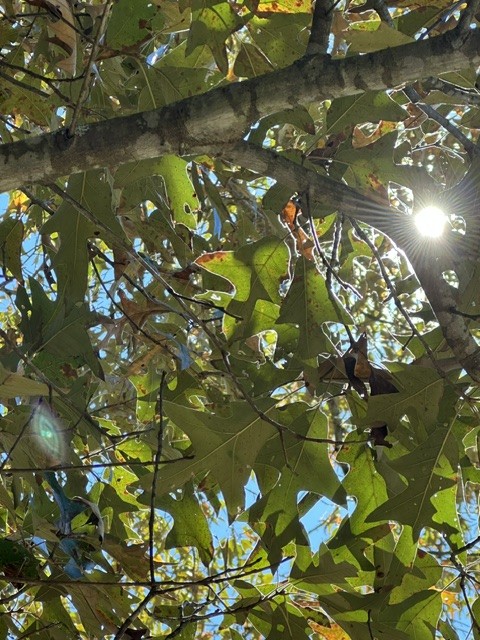 Morning sun breaking through green leaves