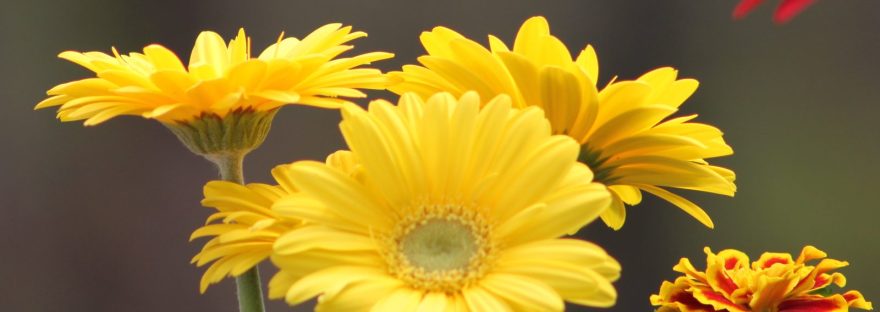 Yellow gerbera daisies wide open in the garden