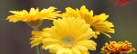 Yellow gerbera daisies wide open in the garden