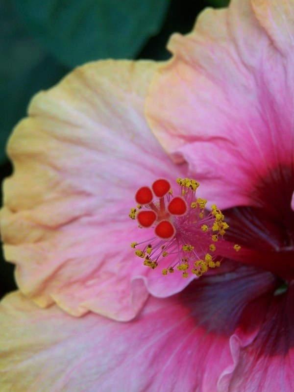 A pink and peach hibiscus bloom fully open