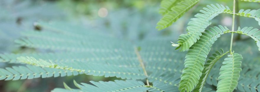 Fresh green fronds growing out in front of older leaves