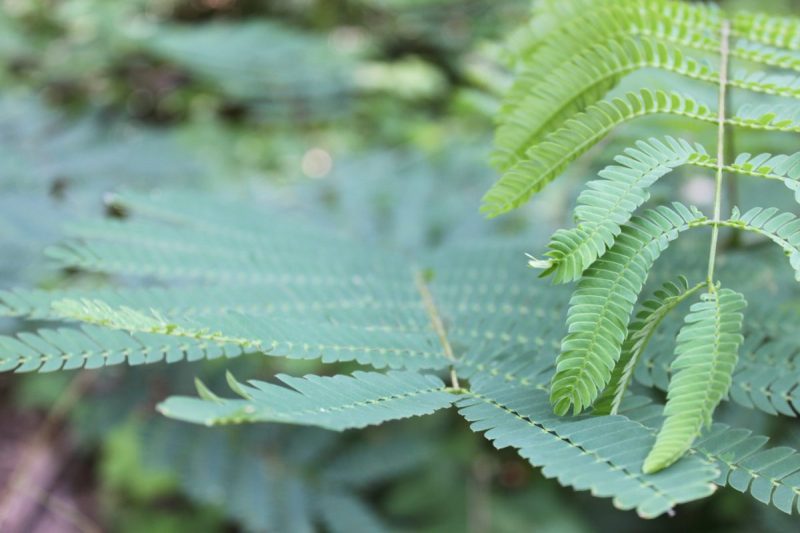Fresh green fronds growing out in front of older leaves