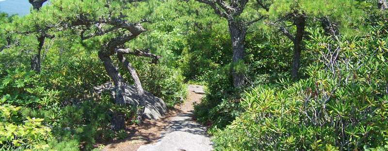 A stone path winding through mountain pines