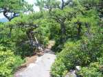 A stone path winding through mountain pines