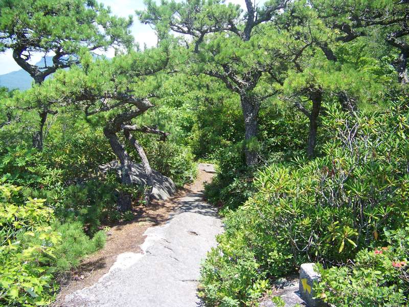 A stone path winding through mountain pines