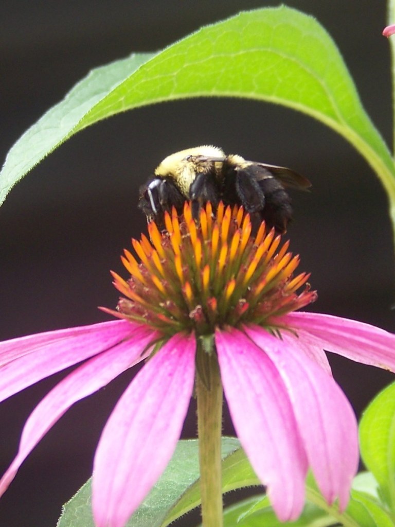 A bumblebee on a pink echinacea flower