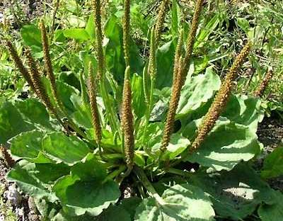 Plantain plant with seed spikes