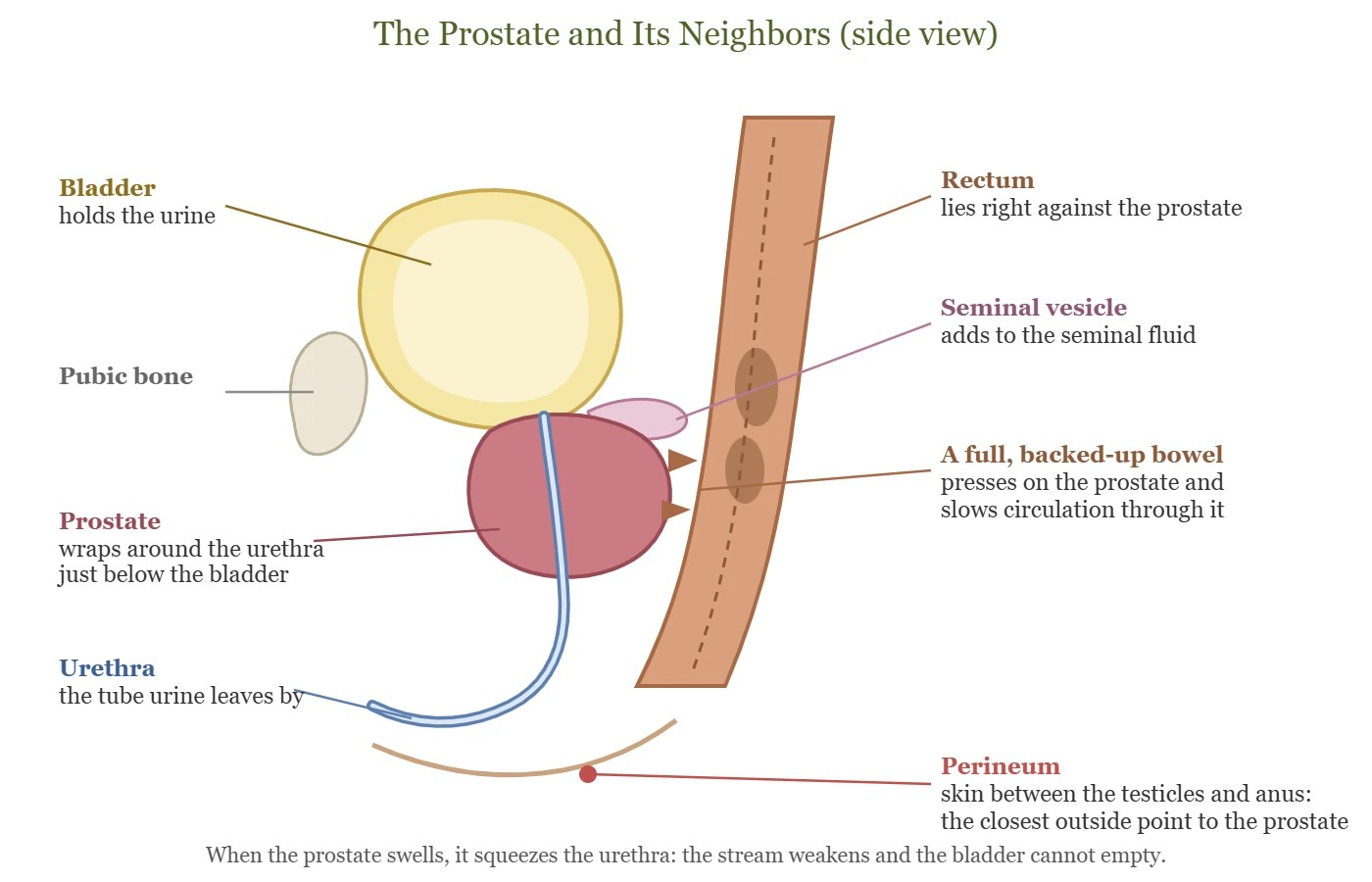 Side view diagram of the bladder, prostate, urethra, seminal vesicle, rectum and perineum