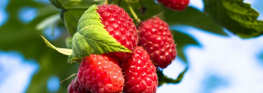 Ripe red raspberries and green raspberry leaves on a sunlit bush.