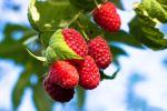 Ripe red raspberries and green raspberry leaves on a sunlit bush.
