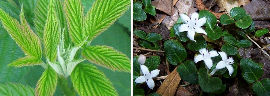 Red raspberry leaves beside squaw vine