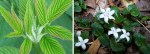 Red raspberry leaves beside squaw vine