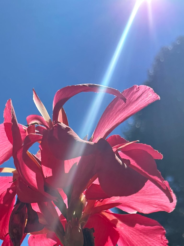 A sunbeam shining down through red canna lily petals against a deep blue sky