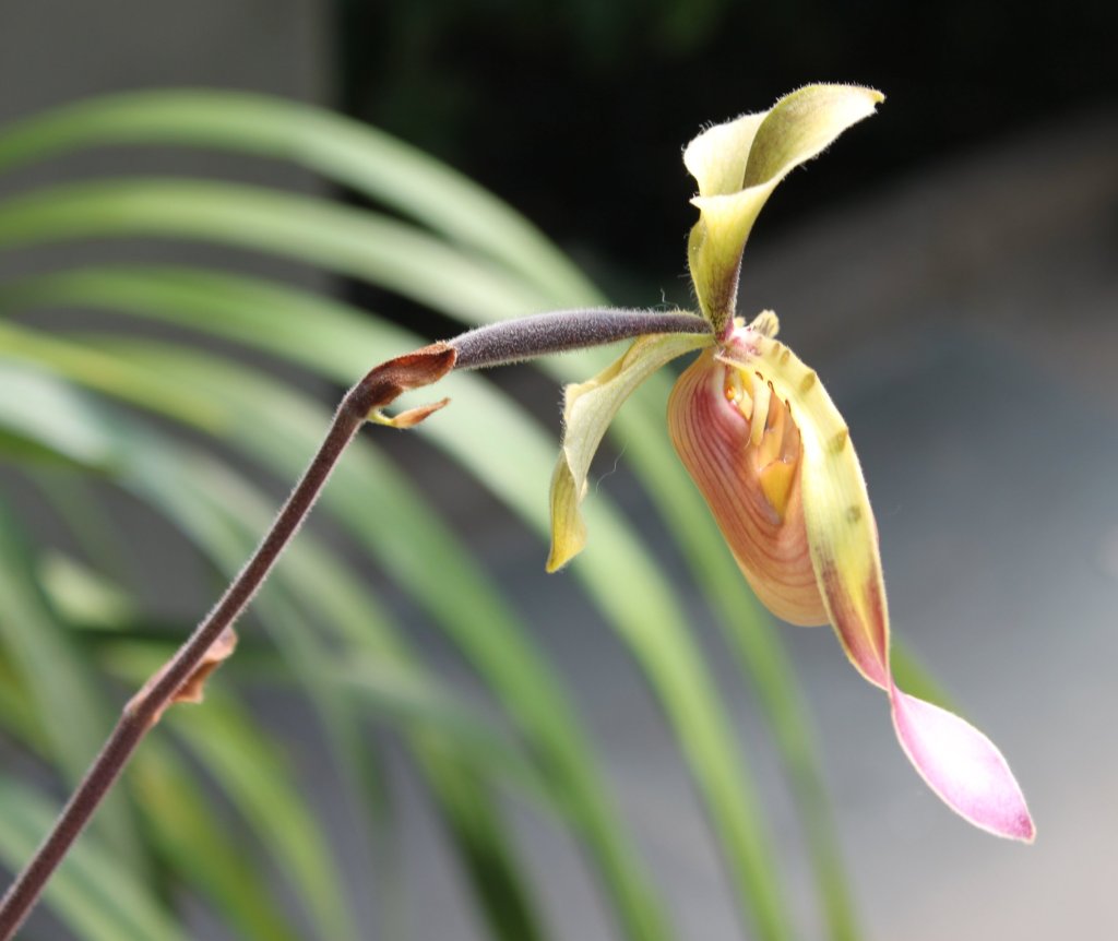 A slipper orchid with a striped pouch and fine hairs on its stem